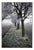 Paul Cooklin, Frosty Trees, Occold, Suffolk, Edition of 50 For Sale