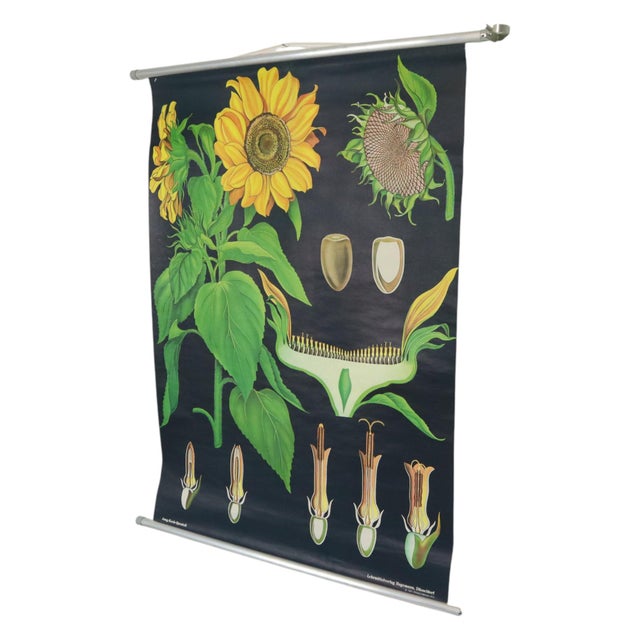 Large Vintage Sunflower School Chart by Jung Koch Quentell, 1973 For Sale - Image 3 of 13