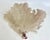 This oversized natural Caribbean sea fan in shades of purple and cream is part of a grouping I was fortunate to obtain....