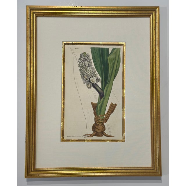 Set of 9 Original 1842 Curtis Botanical Prints in Ornate Gold-Leaf Gesso Matting – Framed For Sale - Image 15 of 15