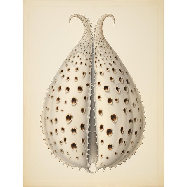 This refined natural history print features a striking shell specimen, presented in a detailed, scientific illustration...