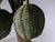 Brown Mario Lopez Toress Bamboo Palm Tree Floor Lamp, 1970s For Sale - Image 8 of 12