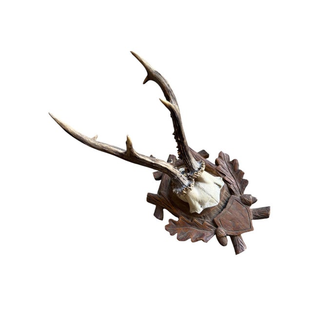 Cabin Roe Deer Trophy 212 Black Forest Antlers Mount For Sale - Image 3 of 5