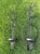 Hand-forged metal wall candle sconces with a dark patinated finish accented by subtle verdigris tones. Crafted in India,...
