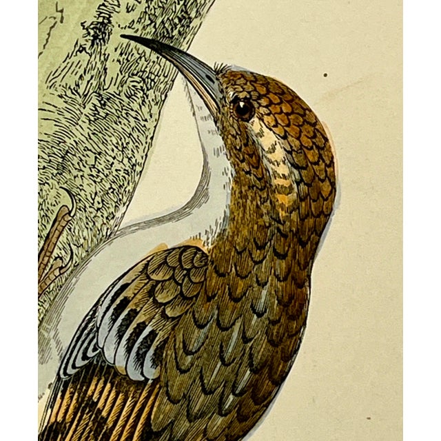 Antique Hand Tinted Bird Print From England Featuring a Brown Creeper - Circa 1880 For Sale - Image 4 of 10