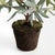 Kenneth Ludwig Chicago Olive Tree Drop-In 26" For Sale - Image 4 of 5