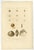 Antique prints of greenland bivalves and modiolaria shells – gaimard, 1842 this pair of finely hand-colored lithographs...