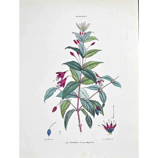 Vincenzo Tenore, The Fuchsia, Lithograph, 1870s For Sale