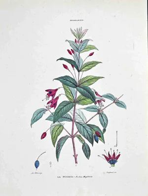 Vincenzo Tenore, The Fuchsia, Lithograph, 1870s
