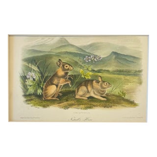 Nuttall's Hare Mountain Cottontail by John James Audubon, Original 1st Edition Octavo, 1842 For Sale