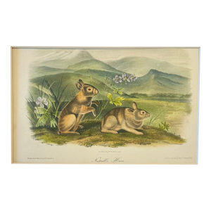 Nuttall's Hare Mountain Cottontail by John James Audubon, Original 1st Edition Octavo, 1842