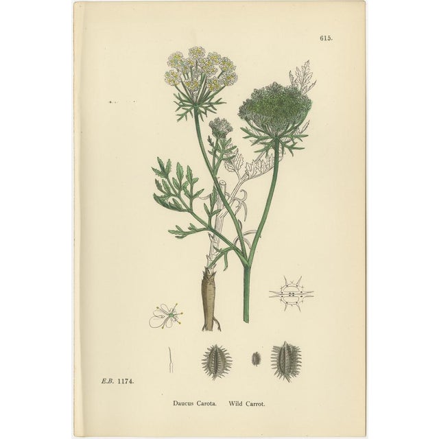 Sowerby, Botanical Trio Carrots, England, 1902, Prints, Set of 3 For Sale - Image 6 of 9