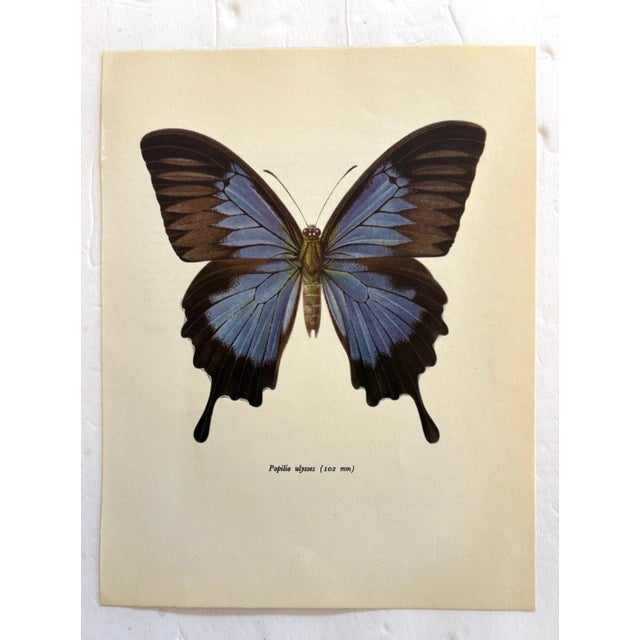 Up for sale is this gorgeous lithograph by F. Prochazka, published in Great Britain in 1965. It is in excellent, gently-...