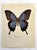 Up for sale is this gorgeous lithograph by F. Prochazka, published in Great Britain in 1965. It is in excellent, gently-...