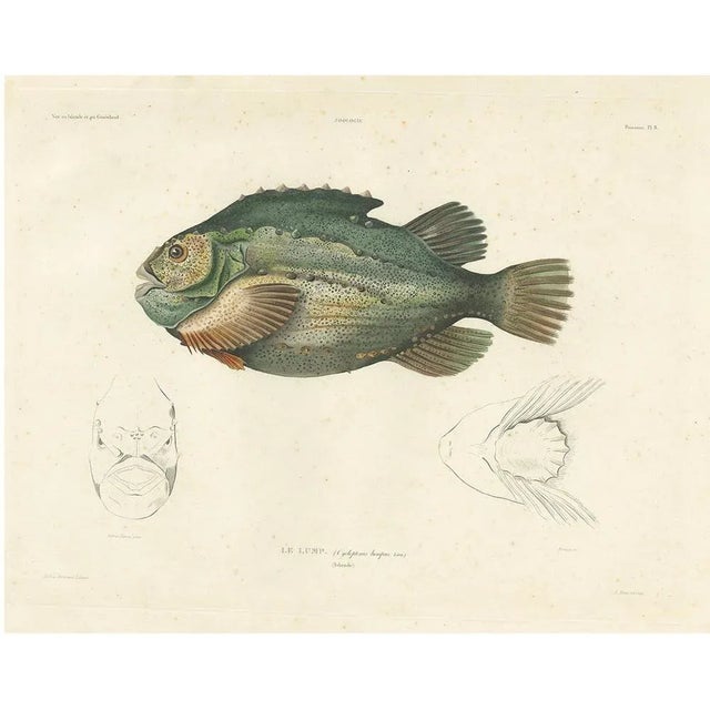 Lumpsucker or Lumpfis, 1845, Lithograph on Paper For Sale - Image 10 of 10