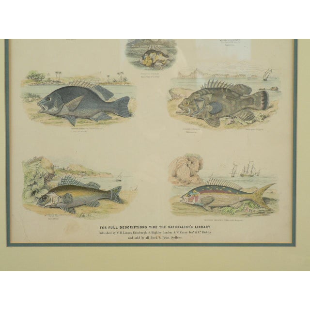 Framed Fish Print Antique "Leaves From the Book of Nature" Leaf No. 3 Pub Dublin 1850 For Sale In New York - Image 6 of 8