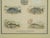 Framed Fish Print Antique "Leaves From the Book of Nature" Leaf No. 3 Pub Dublin 1850 For Sale In New York - Image 6 of 8
