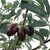 Marisol Potted Olive Plant For Sale In Chicago - Image 6 of 7