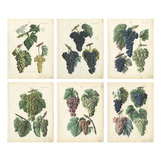Dr. Calwer, Wine and Table Grapes, 1854, Chromolithographs on Paper, Set of 6 For Sale