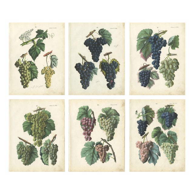 Dr. Calwer, Wine and Table Grapes, 1854, Chromolithographs on Paper, Set of 6 For Sale