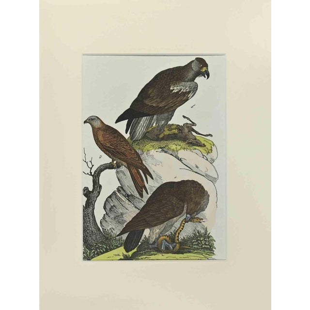 Johann Friedrich Naumann, Red Kite, Etching, 1840 For Sale - Image 3 of 3
