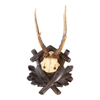Antique Black Forest Roe Deer Antlers Hunting Trophy Mount For Sale
