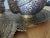 Mid 19th Century Mid 19th Century Kashmiri Tilted and Lacquered 5 Piece Coffee/Tea Service For Sale - Image 5 of 7