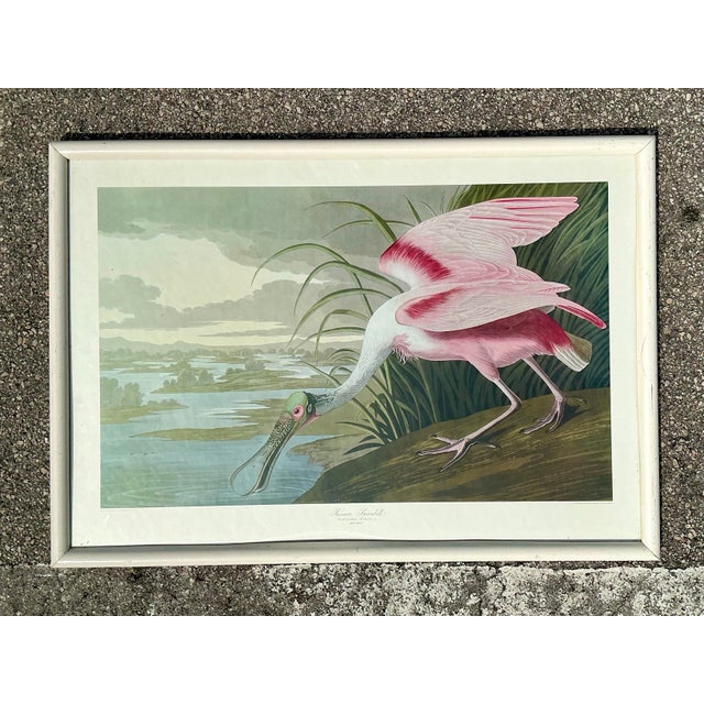 Vintage Audubon Print of Pink Spoonbill For Sale - Image 11 of 12