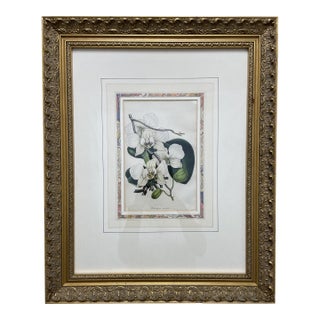 19th Century Etching of Moth Orchids For Sale