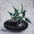 Justyna Kuklo, Black Vase II, 2019, Oil on Canvas For Sale - Image 4 of 6