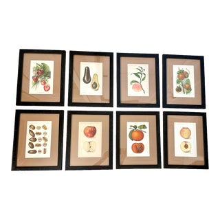Antique American Fruit Framed Chromolithographs From Lyons Ltd San Francisco. Set of Eight Framed.1890’s. For Sale