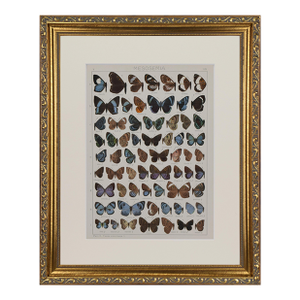 Antique Early 20th Century Butterfly Print 1912