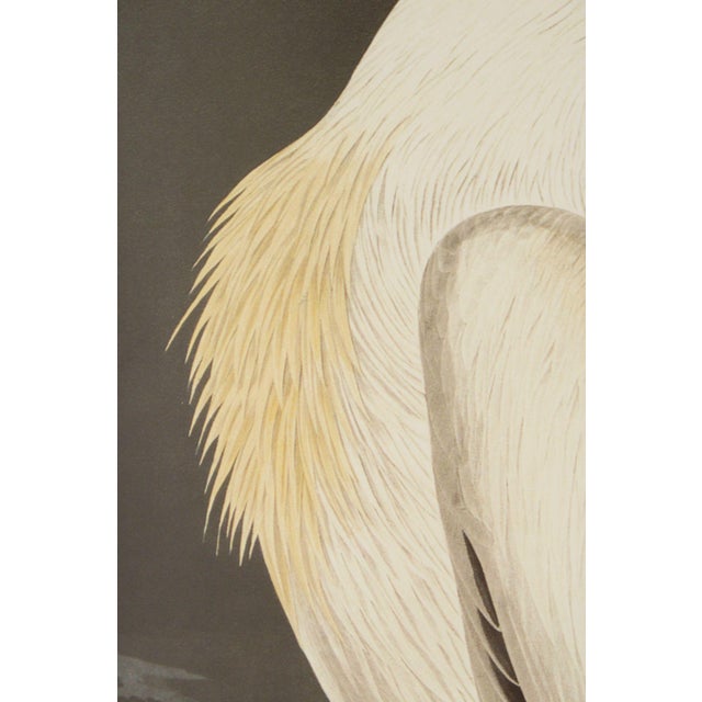 John James Audubon Ornithological, 'American White Pelican' For Sale In Philadelphia - Image 6 of 12