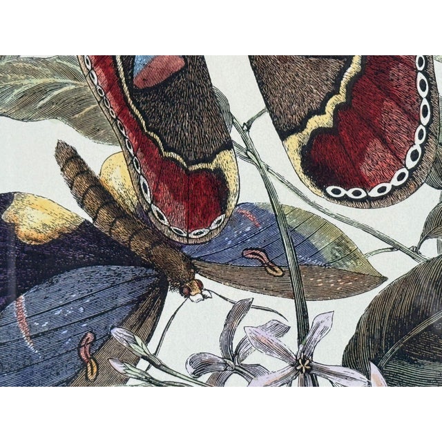 Brown Victorian Style, Framed Butterfly Prints, Gilt, Painted Wood, Usa, 20th C. For Sale - Image 8 of 12
