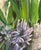 Original Signed Mary Helen Seago "Hyacinths" Oil on Canvas Painting For Sale In Phoenix - Image 6 of 10