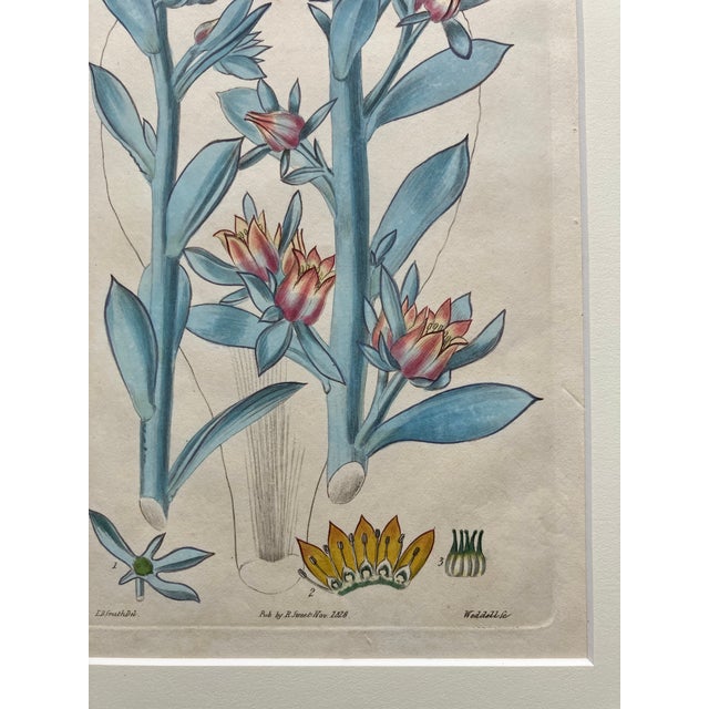 19th.century Robert Sweet Botanical Print With Flower Description Page Attached to Back. It Is an Hand Colored Engraving. For Sale - Image 4 of 9