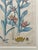 19th.century Robert Sweet Botanical Print With Flower Description Page Attached to Back. It Is an Hand Colored Engraving. For Sale - Image 4 of 9