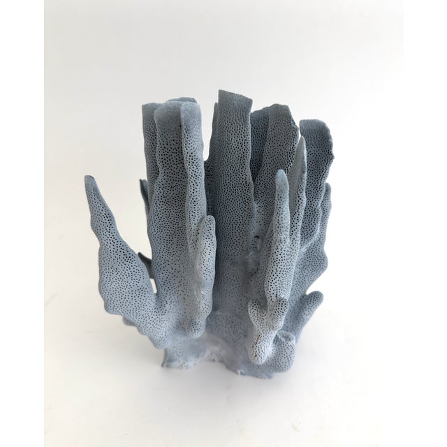 Natural Blue Coral Specimen For Sale In Los Angeles - Image 6 of 6