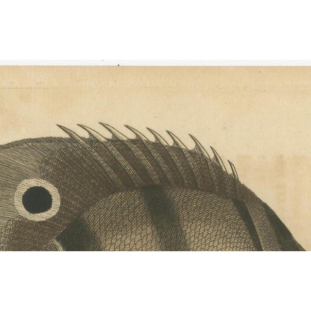 Long-Nosed Surgeonfish, 1794, Print on Paper For Sale - Image 10 of 12