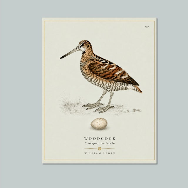 William Lewin 1789 Waterbirds Fine Art Gallery Board Print - The Woodcock For Sale - Image 12 of 12