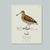 William Lewin 1789 Waterbirds Fine Art Gallery Board Print - The Woodcock For Sale - Image 12 of 12