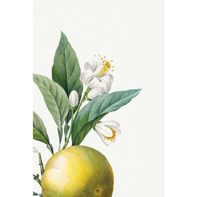 Orange by Redouté, Vintage Botanical Art Print, 32" X 48" For Sale - Image 4 of 8
