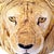 Monumental, fully sculpted wall sculpture of a majestic lion's head. The detailed rendering of the thick mane and...