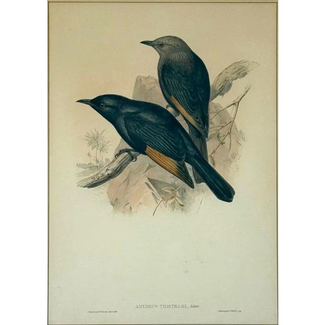 Original 19th Century John Gould & H.C. Richter Hand-Colored Lithograph – Amydrus Tristrami This rare 19th-century hand-...
