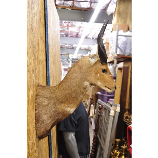 Vintage African Cape Bushbuck Taxidermy Shoulder Mount Cabin Wall Decor For Sale - Image 12 of 12