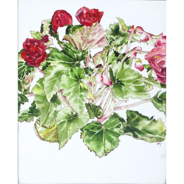 Vibrant watercolor, pen and ink floral study of red begonia, with brilliant attention to detail and a signature delicate...