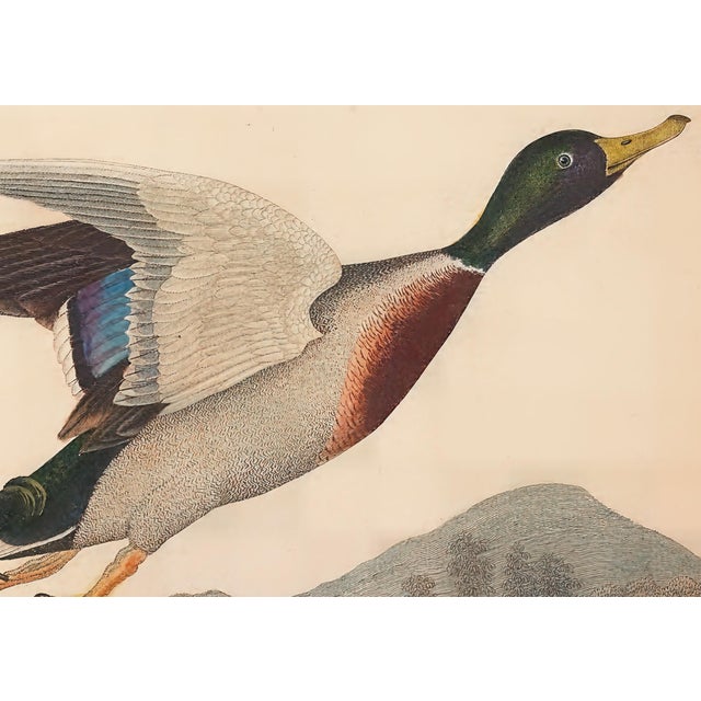 Coffee Vintage Bird Duck Print Set of 2 - 30" X 24" For Sale - Image 8 of 8