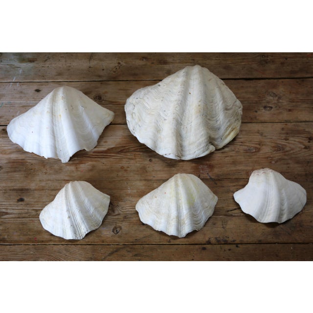 Set of 5 Large Natural Nautical Seashells | Coastal Beach House Decor | Organic Sculptural Display For Sale - Image 13 of 18