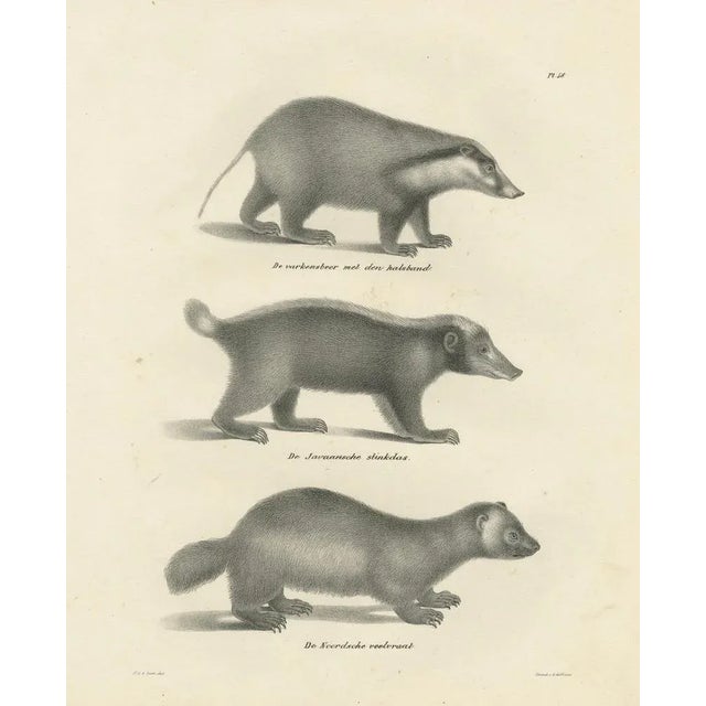 Black C.C. G. Zool., Collared Peccary, Javanese Skunk and Nordic Wolverine, 1836, Lithograph For Sale - Image 8 of 10