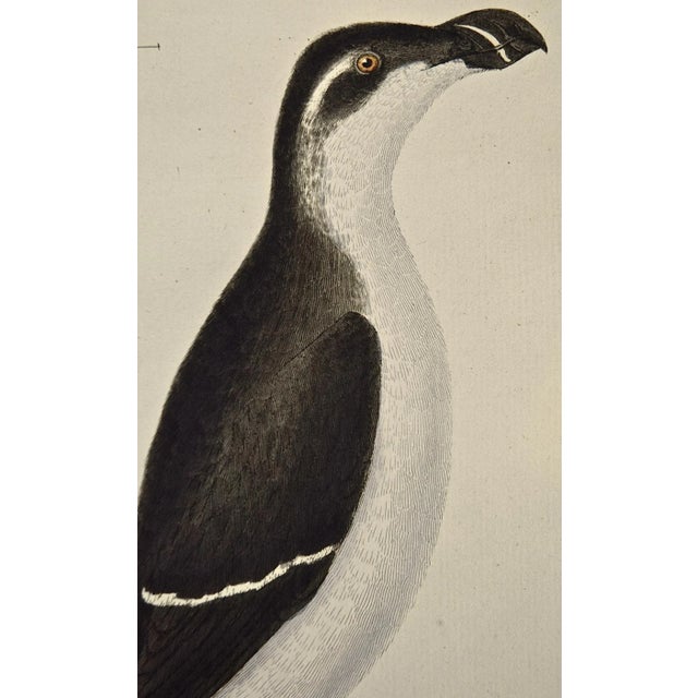 A Female Penguin: An 18th Century Hand-Colored Engraving by Martinet, 1765 For Sale - Image 4 of 4